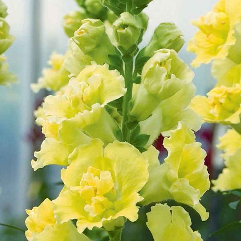 Snapdragon madame butterfly yellow flowers with pink tones on a blurred background