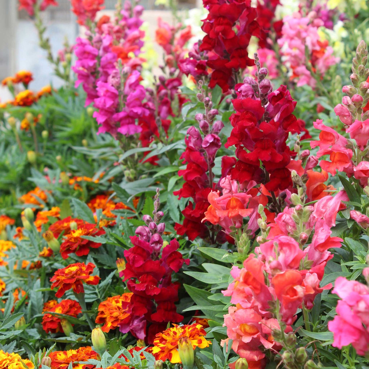 Snapdragon passion mix red flowers on a stem with a blurred green background
