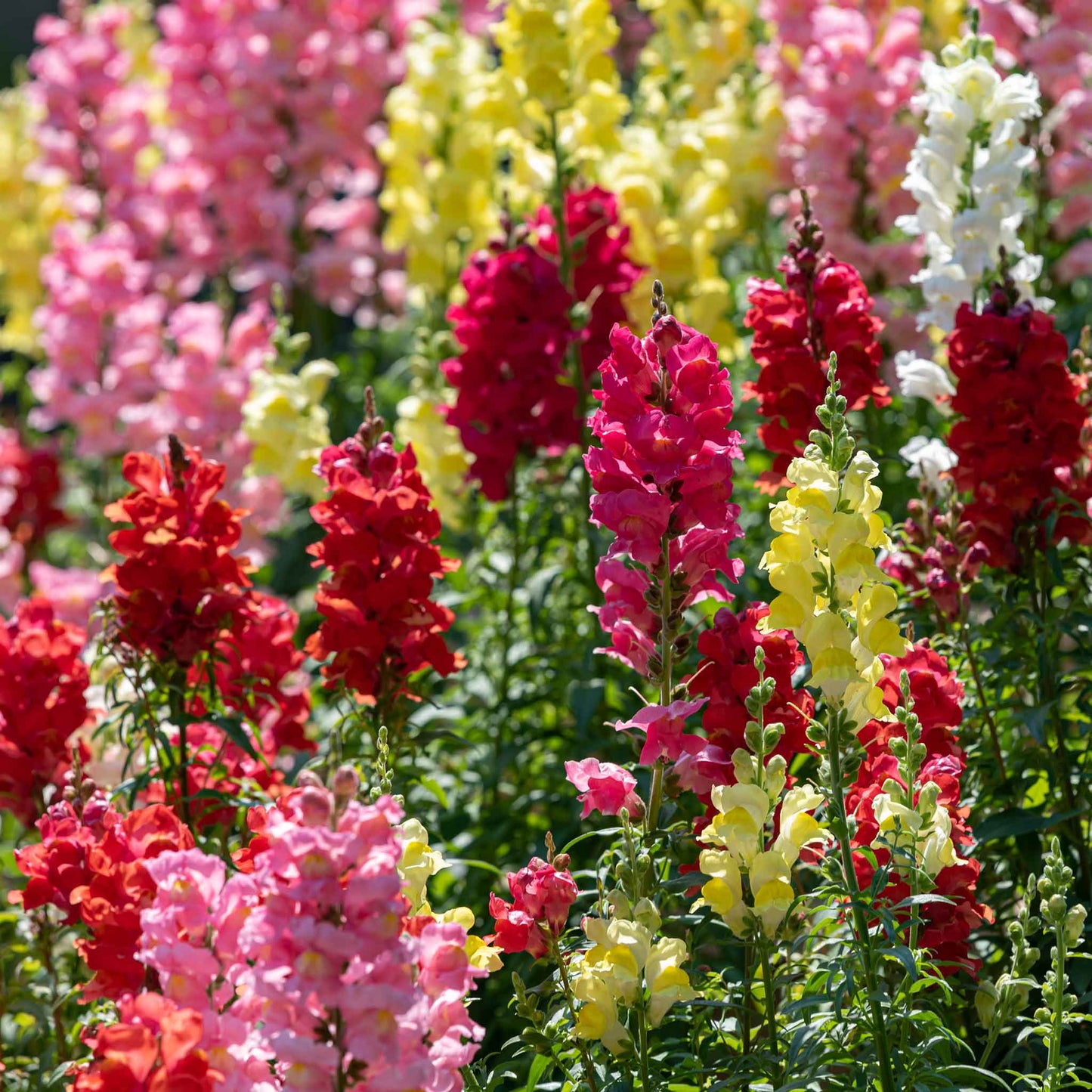 Snapdragon rainbow mix red, pink and yellow flowers with a blurred background