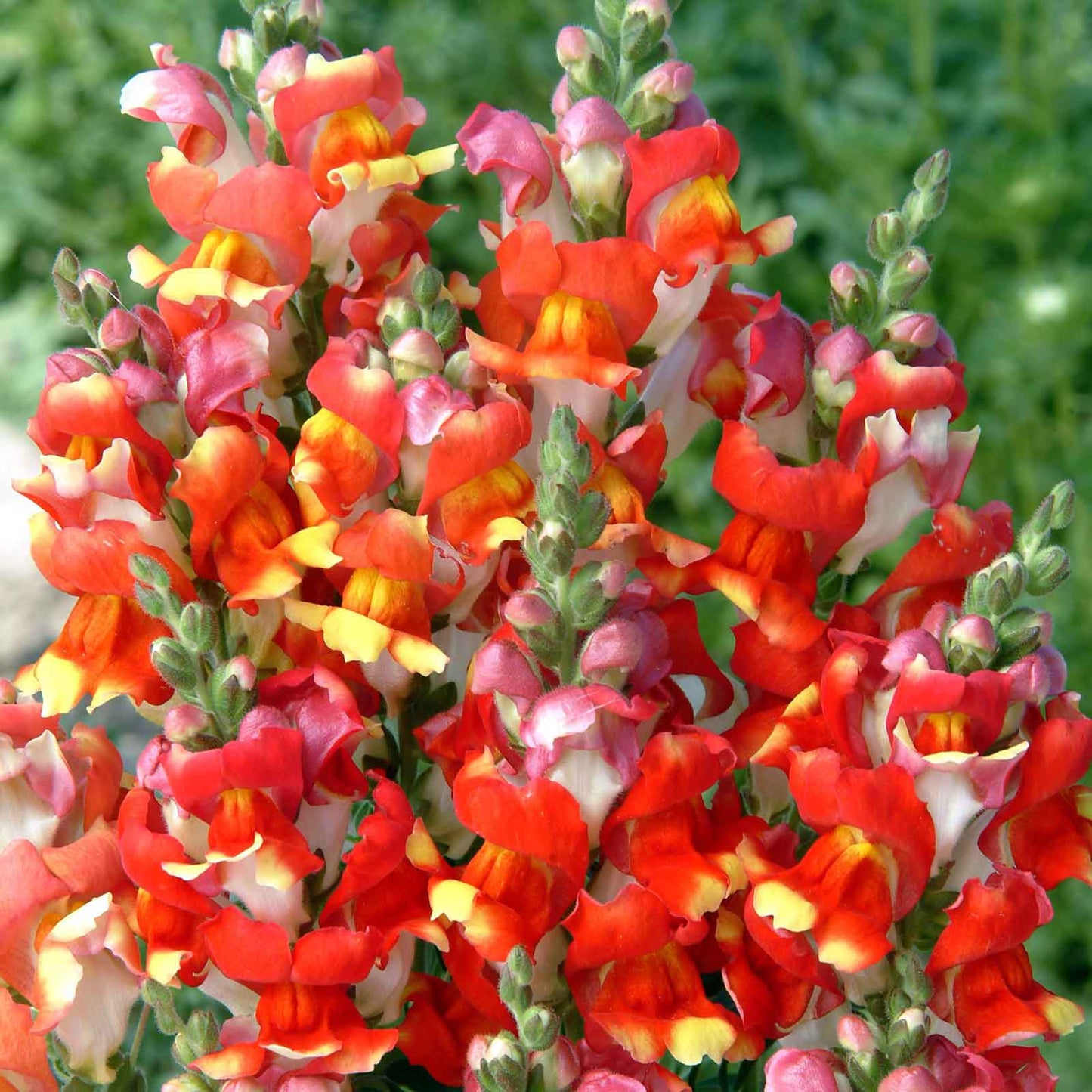Snapdragon rembrandt pink flowers in bloom with a green foliage background