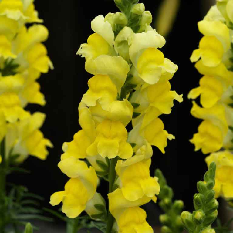 Snapdragon sonnet yellow mixed color flowers with open petals on a blurred background