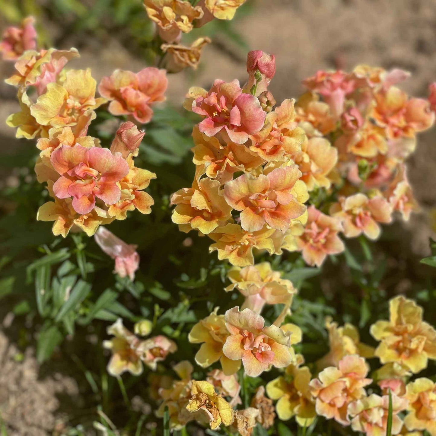 Snapdragon twinny peach vibrant orange flowers with pink hints on a blurred background