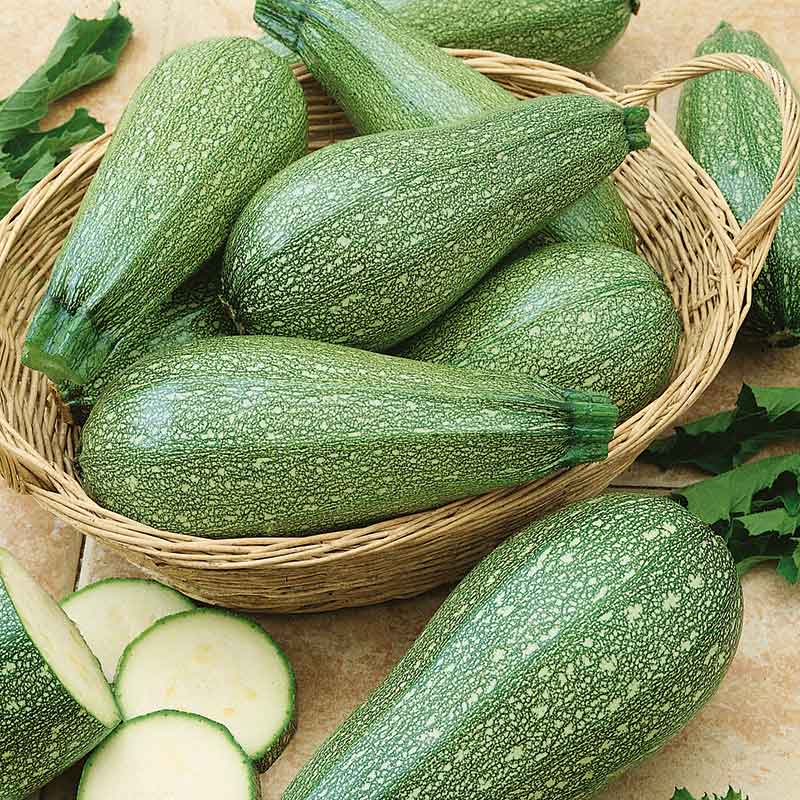 Light green Grey Zucchini squash in a bowl showing full shape and pale green stripes.