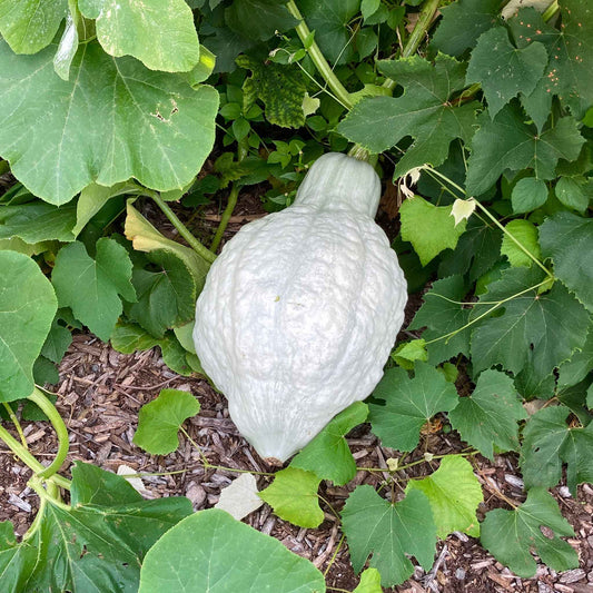 Harvest view of Squash Hubbard Blue, showing ripe color, natural shape, and surface texture clearly.