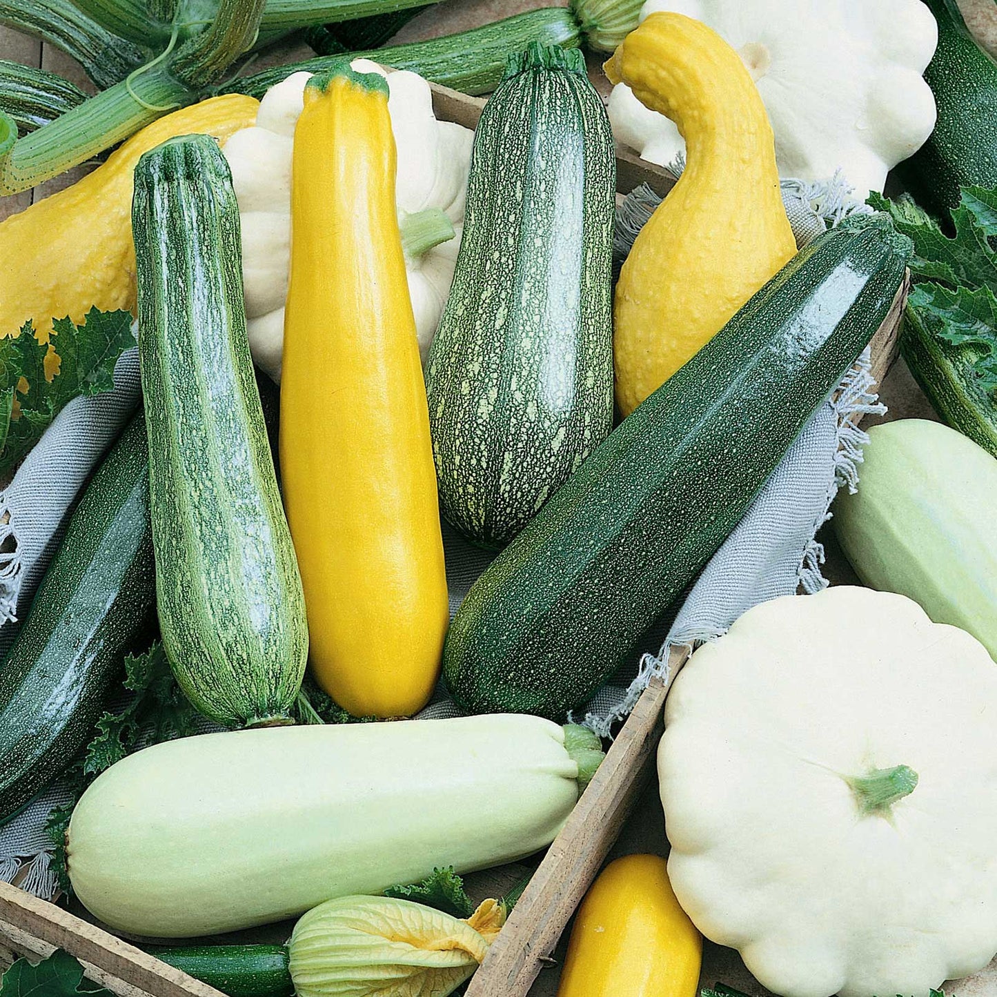 A variety of colorful Melody Blend squash, showcasing their diverse shapes and vibrant hues.