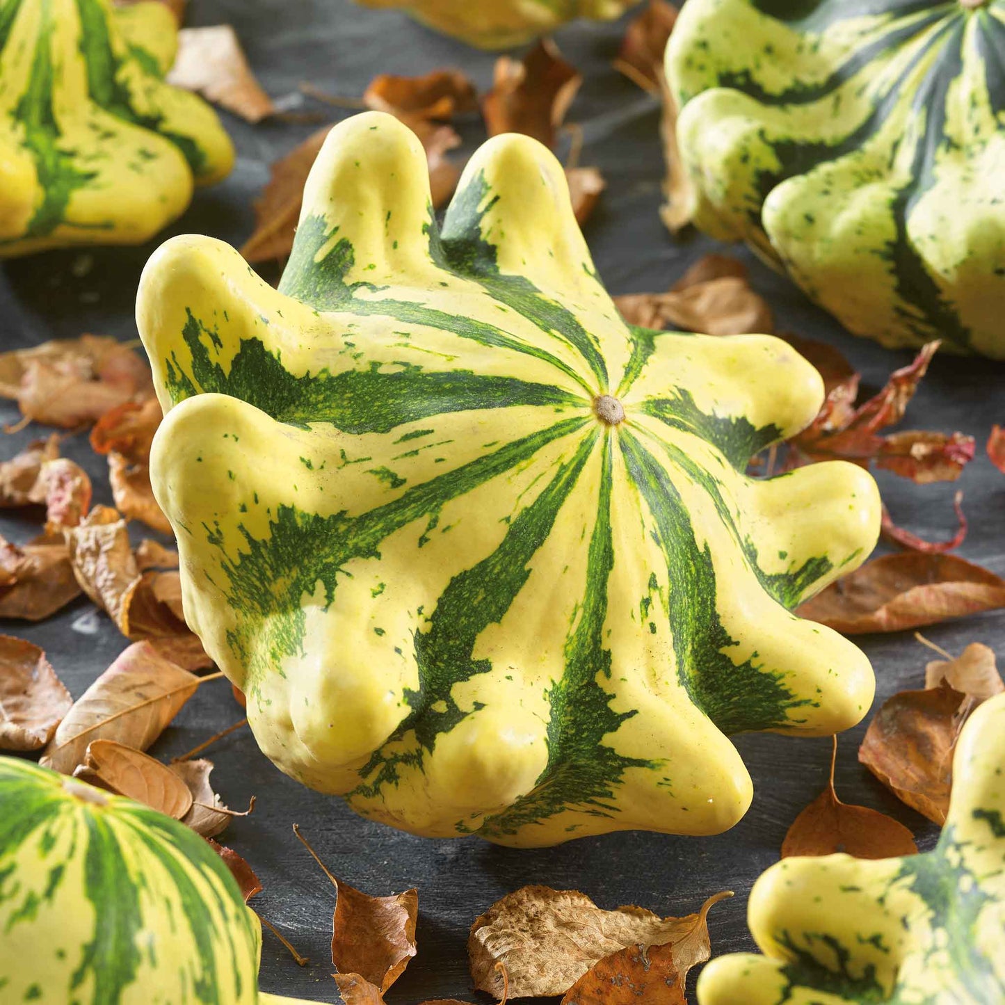 A close-up of a yellow and green Scallop Panache Jaune et Vert squash with visible ridges.