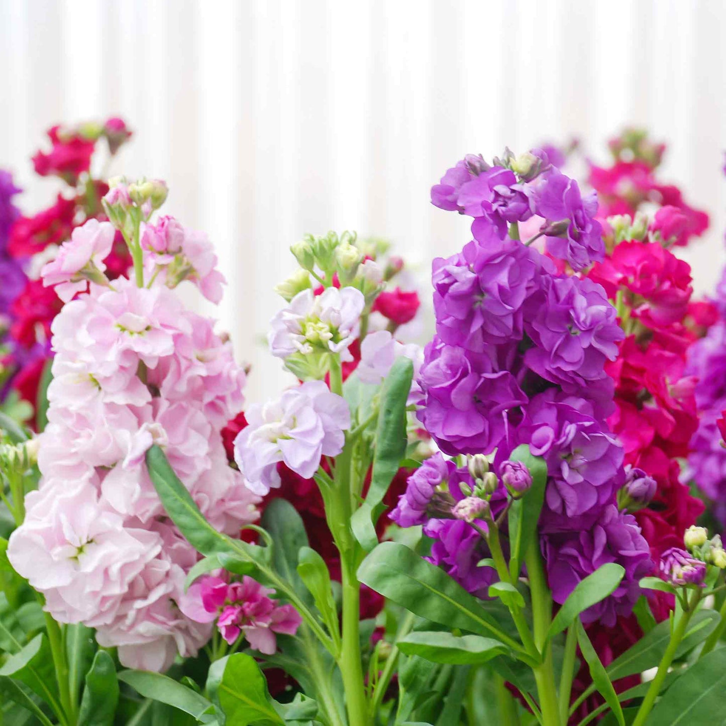 Giant imperial mix stock in white, purple, and pink growing against a blurred green background.