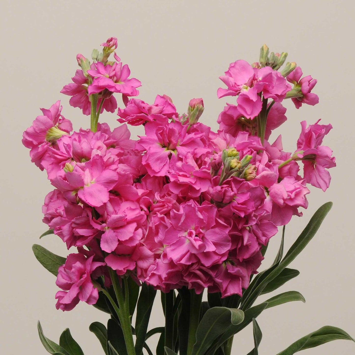 Katz bright rose stock with deep pink blooms on tall stems against a warm beige background.