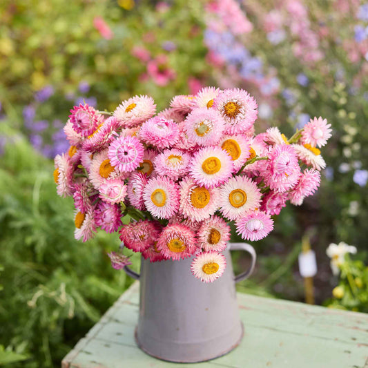 Bouquet of bright rose strawflowers in a metal pitcher on a wooden table with a garden background.