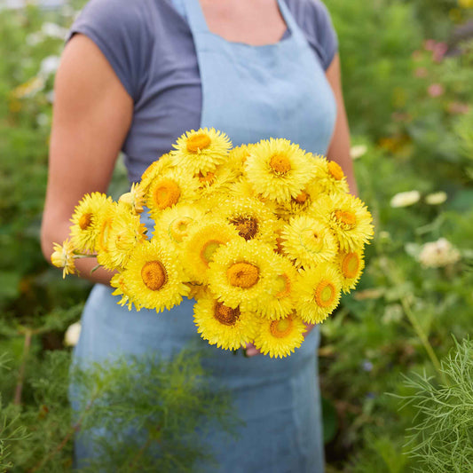 Hand-held Strawflower Golden Yellow bouquet showing golden and yellow coloring, clustered blooms, and cut stems outdoors.