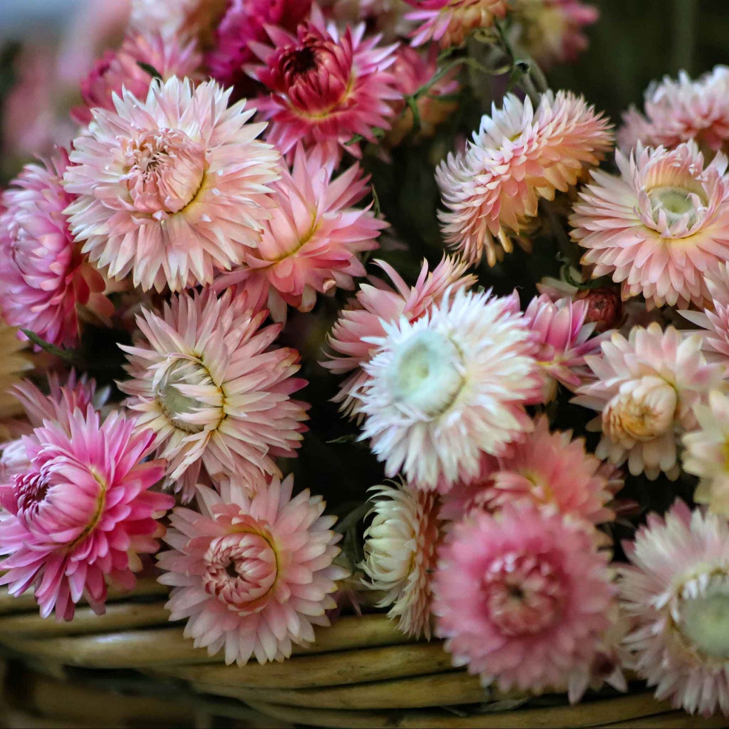 Close-up of a double-flowered "Silvery Rose" strawflower with blush-pink petals and a silvery cast.