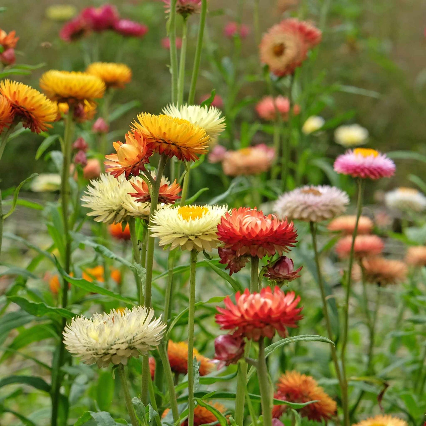 Sunny Mix strawflower blooms in a variety of colors growing in a field.