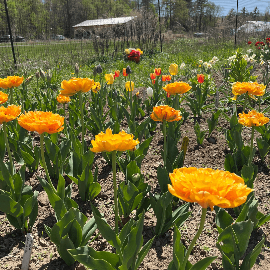 Tulip 'Sun Lover'