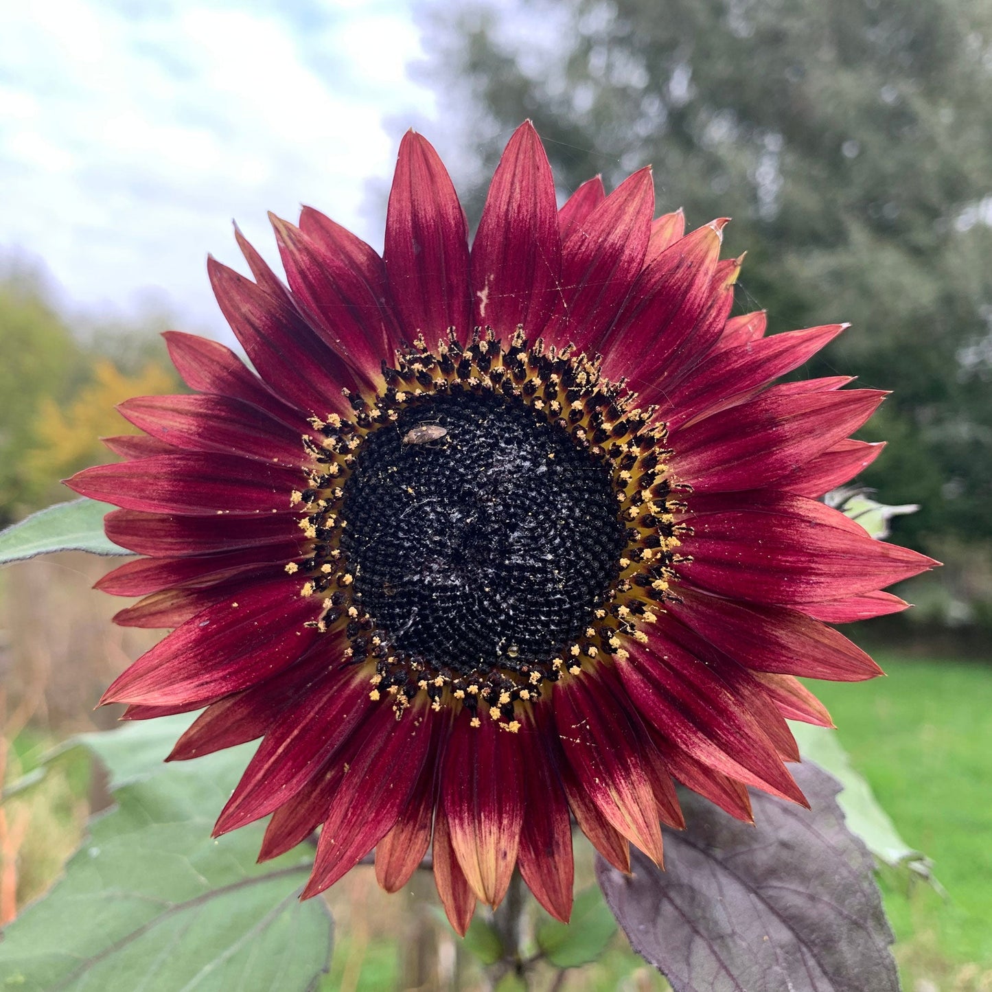 Autumn beauty sunflower with deep orange and yellow petals and large dark center outdoors