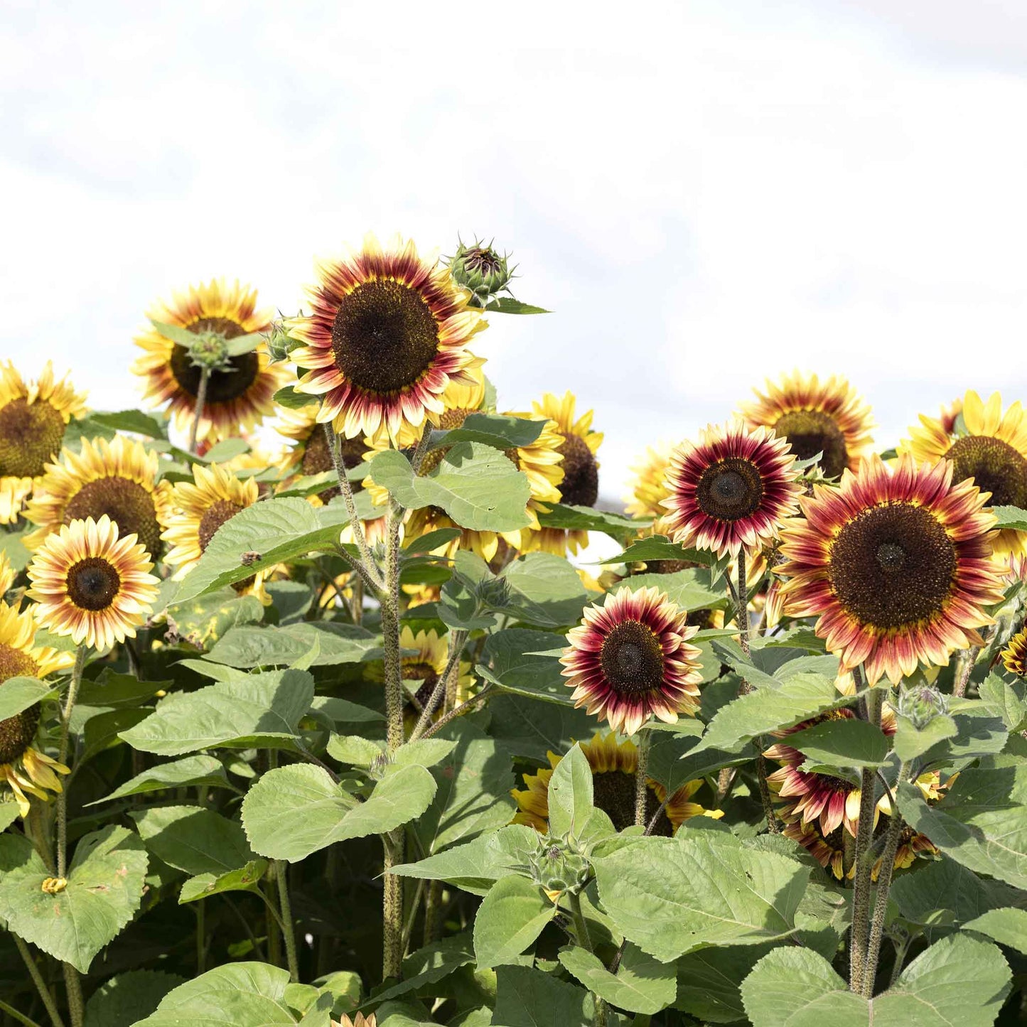 Vibrant desert sun sunflower head with textured center and bright petals outdoors