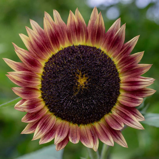 Single indian blanket sunflower with deep red petals tipped yellow on a blurred green backdrop
