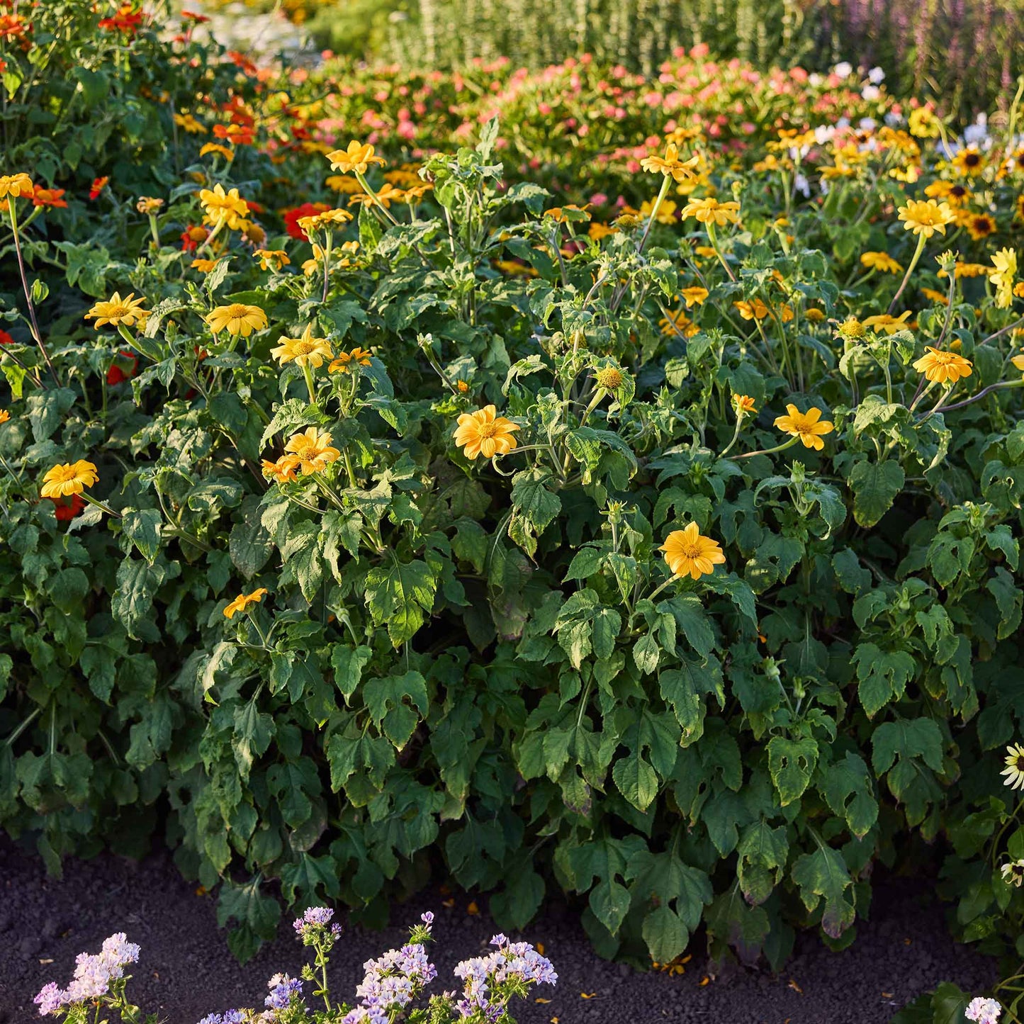 Bush of yellow torch mexican sunflowers with green leaves in a garden setting