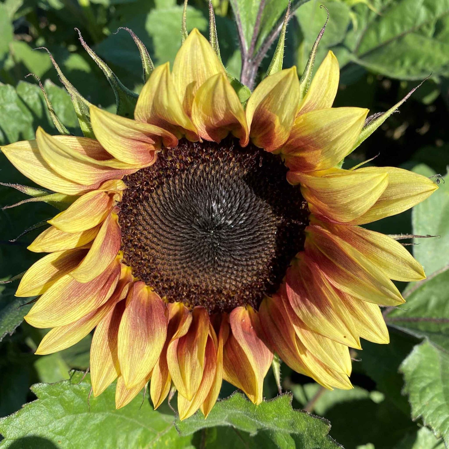 Procut red lemon bicolor sunflower with red and yellow bicolor petals outdoors