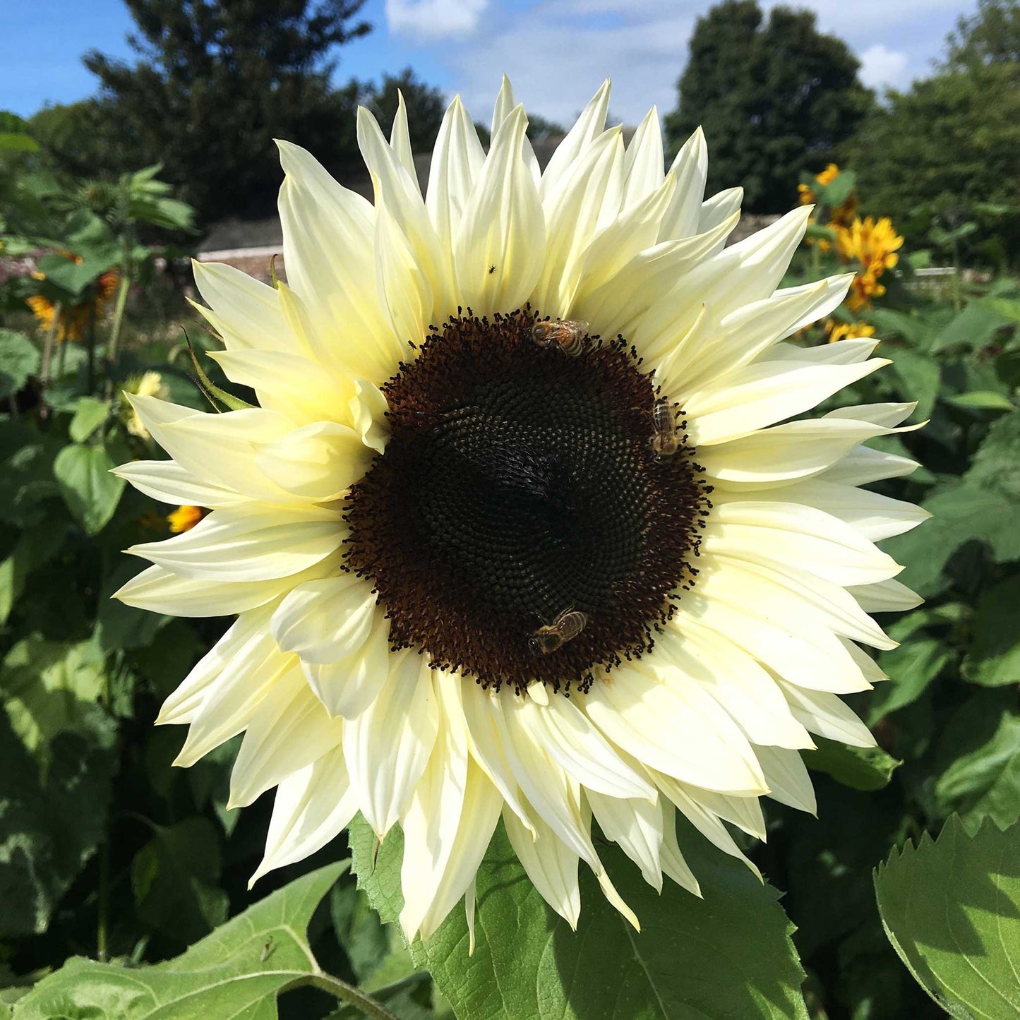 Procut white nite sunflower with white petals and dark center on a garden backdrop
