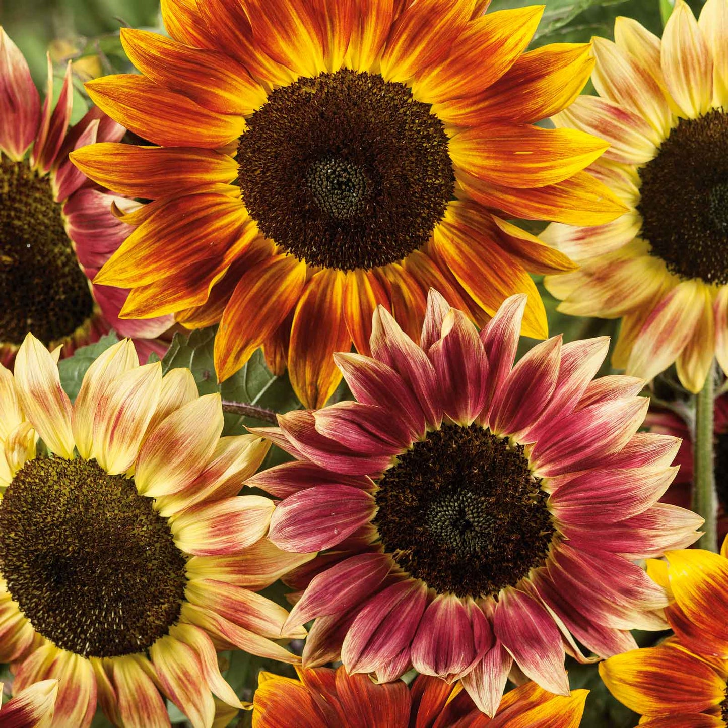 Santa fe sunset f1 sunflower with dark center and yellow-orange petals on a garden backdrop