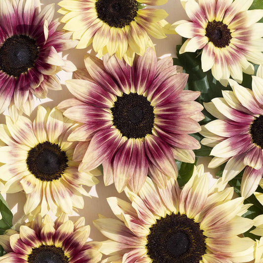 Summer lovin f1 sunflower showing vibrant yellow and orange petals outdoors