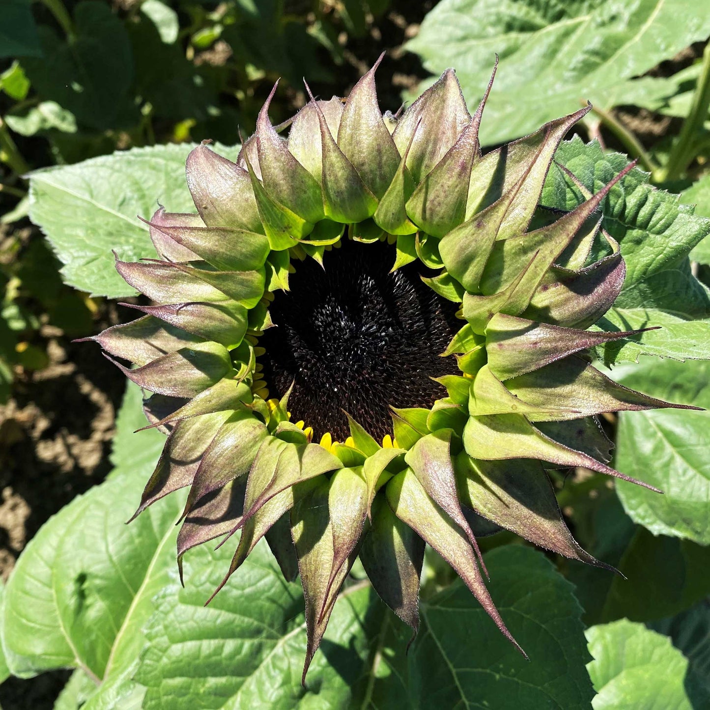 Sunfill purple sunflower head in close-up on a natural green garden backdrop