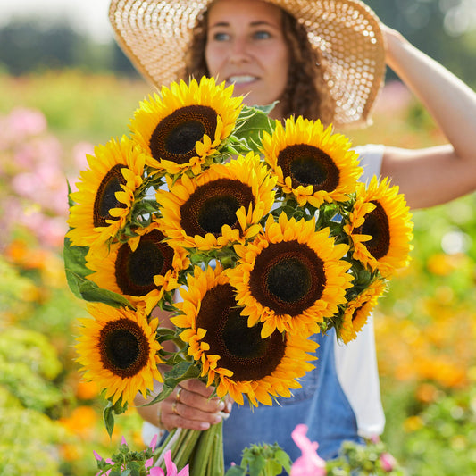 Bright yellow taiyo sunflower head with center seeds on a natural outdoor backdrop