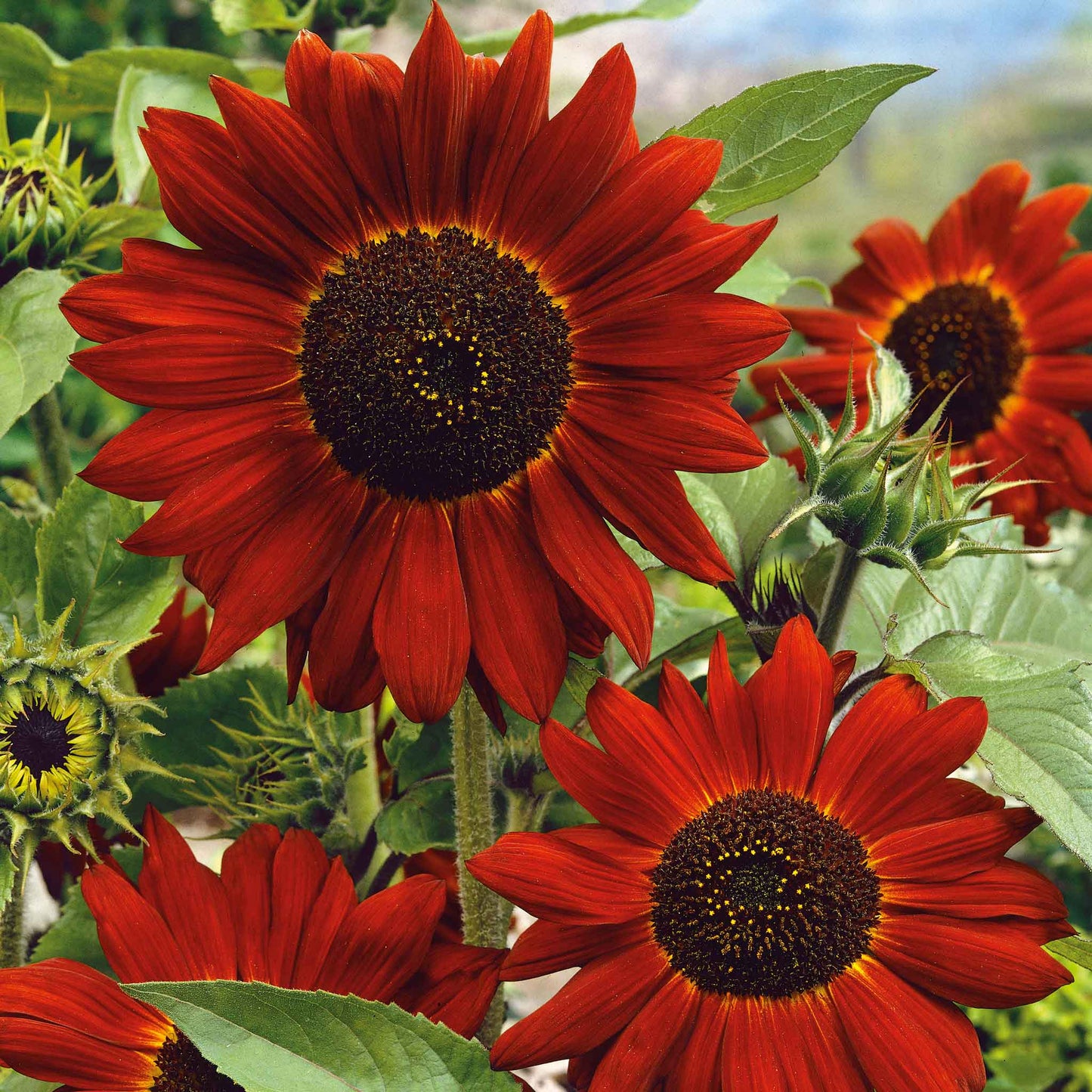 Vibrant dark-red velvet queen sunflower head against a bright green garden backdrop
