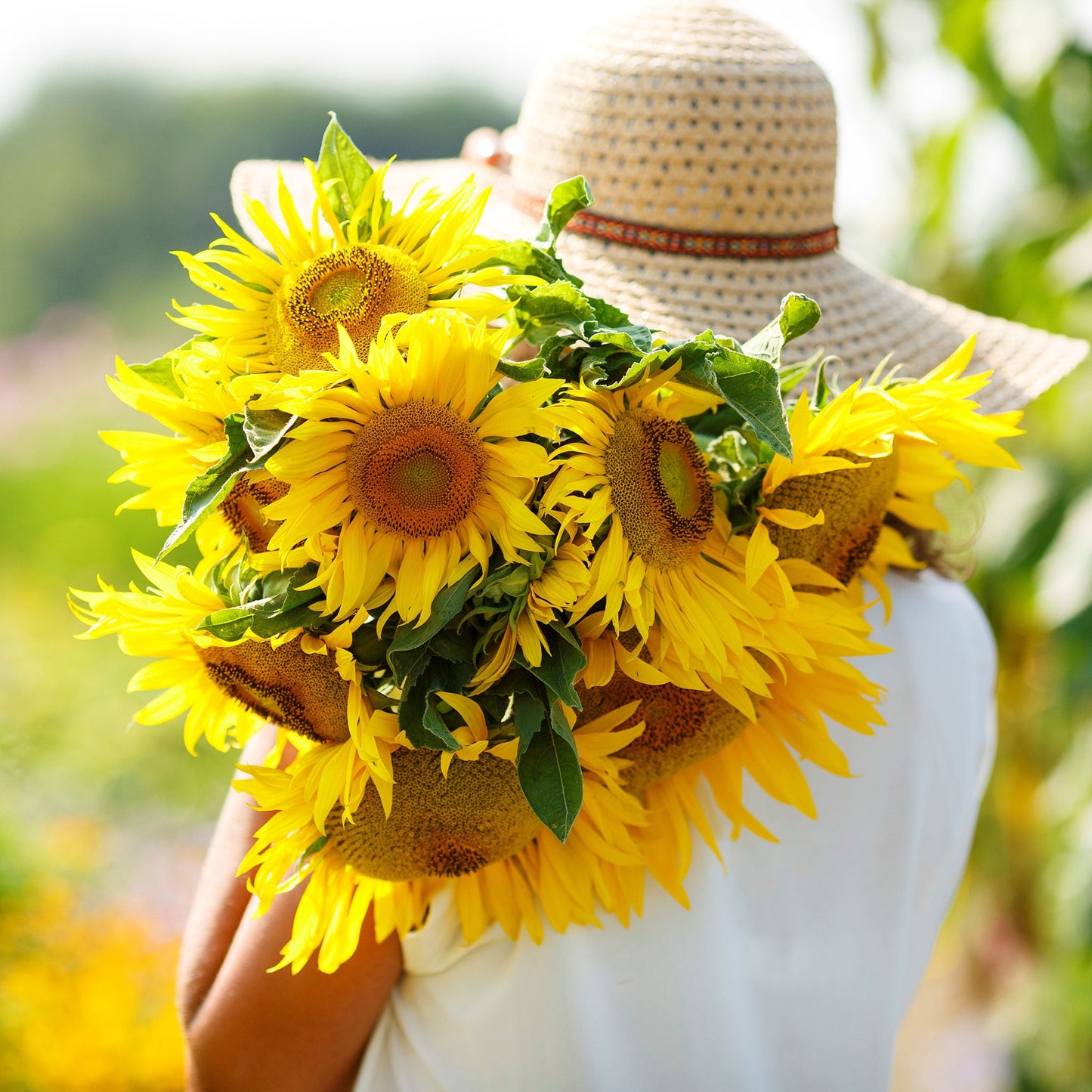 Cluster of small yellow pygmy sunflowers with dark centers on a green garden backdrop