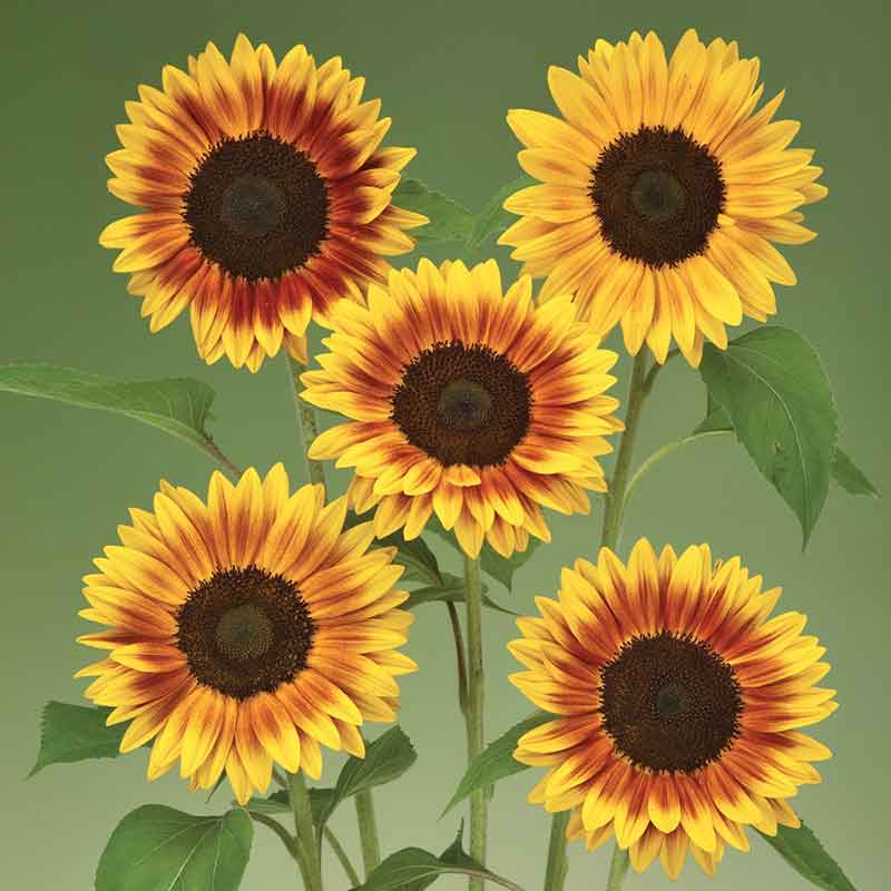 Four ziggy sunflowers in bright yellow on a natural green garden backdrop