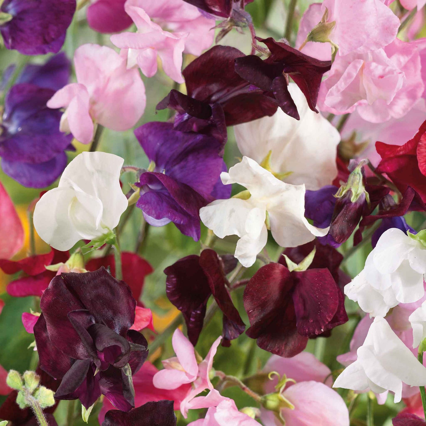 Sweet pea old spice mix pink, purple and white flowers with a green foliage background