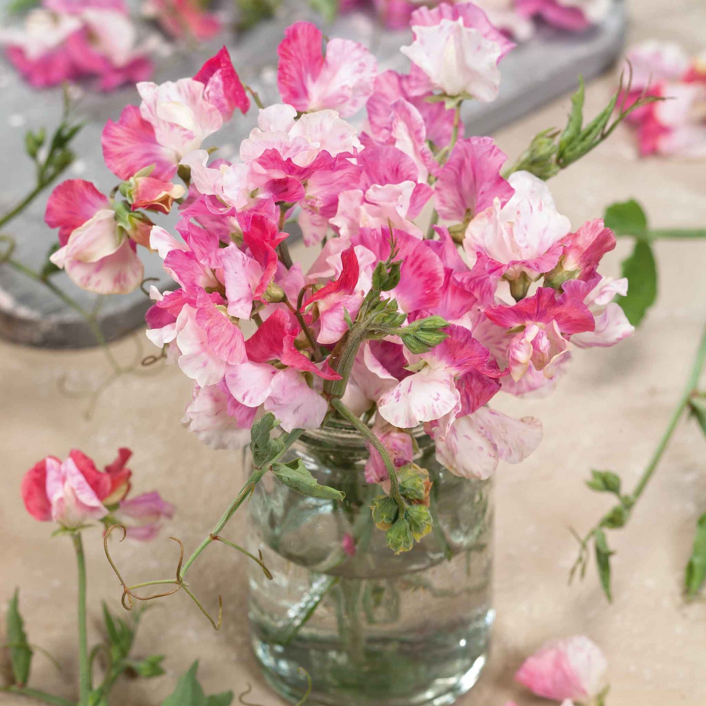 Sweet pea promise pink and white blooms in a vase with a blurred green background