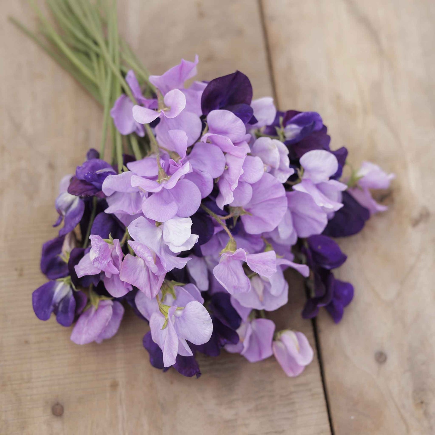 Sweet pea purple mix vibrant purple flowers in close-up on a blurred background