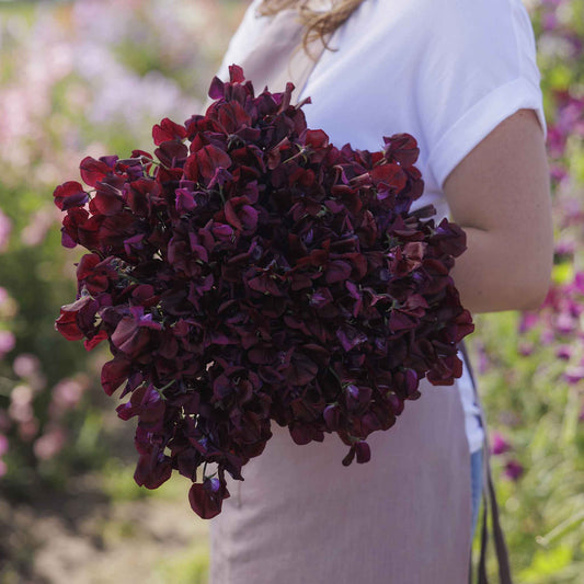 Hand-held Sweet Pea Royal Maroon bouquet showing maroon coloring and flower form, clustered blooms, and cut stems outdoors.