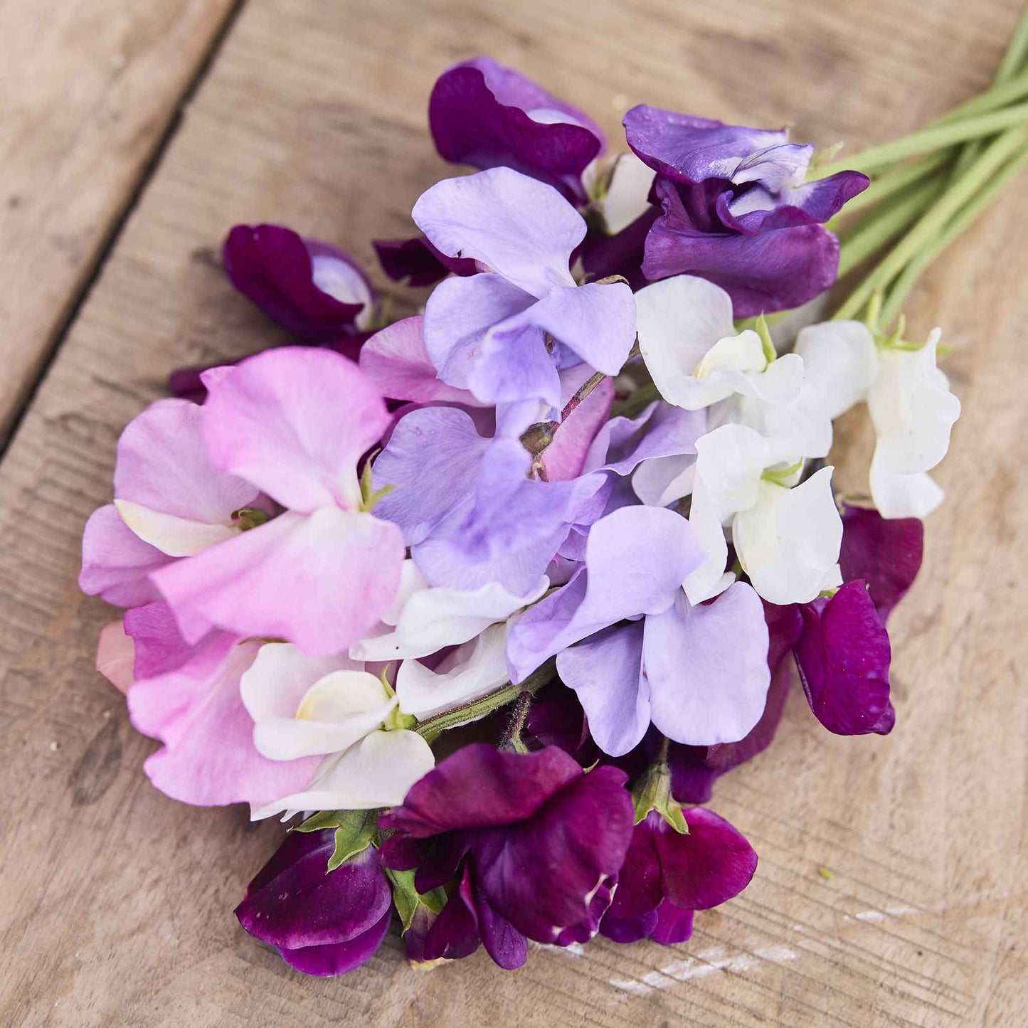 Sweet pea royal mix pink and white flowers with a soft green foliage background