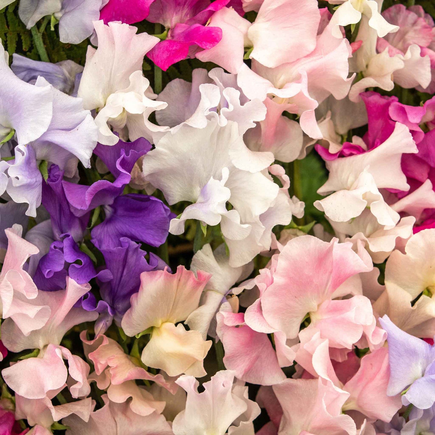 Sweet pea spencer mix pink and purple blooms on a vine with a blurred background