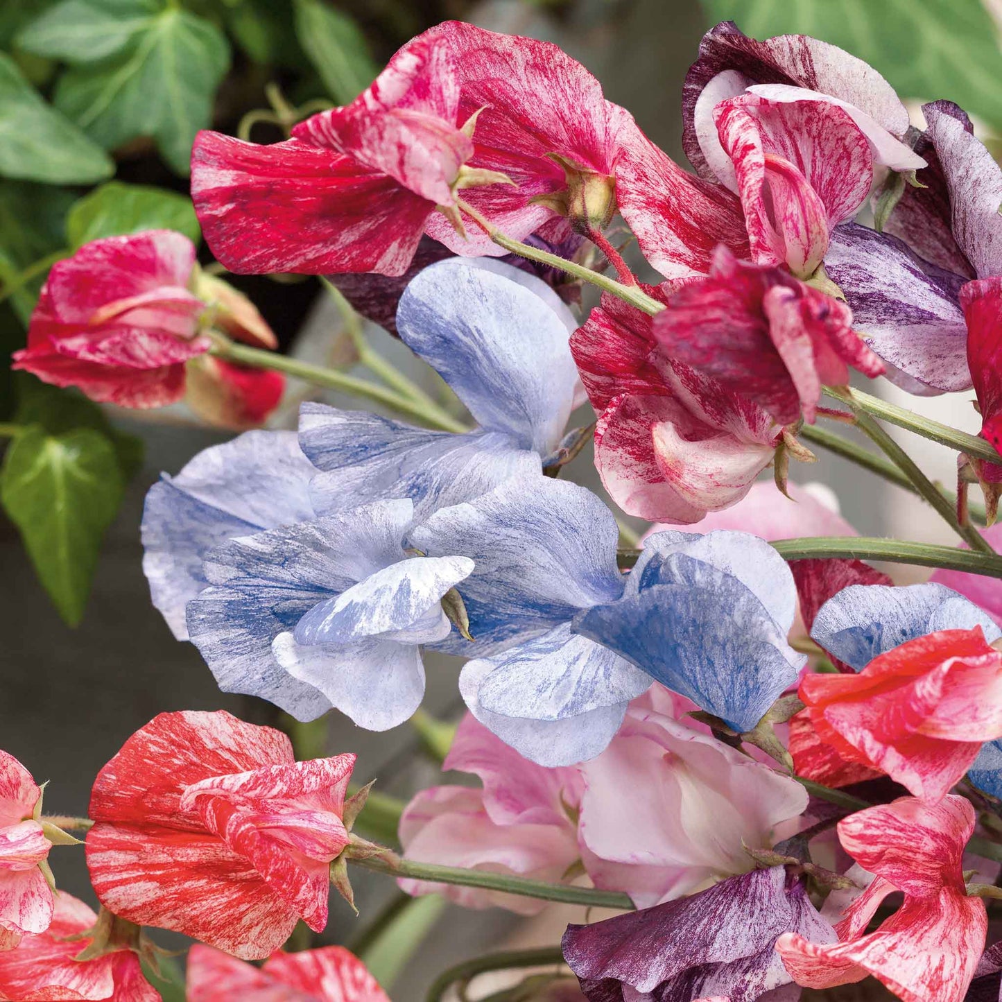 Sweet pea streamer mix pink, purple and white bouquet with a blurred background