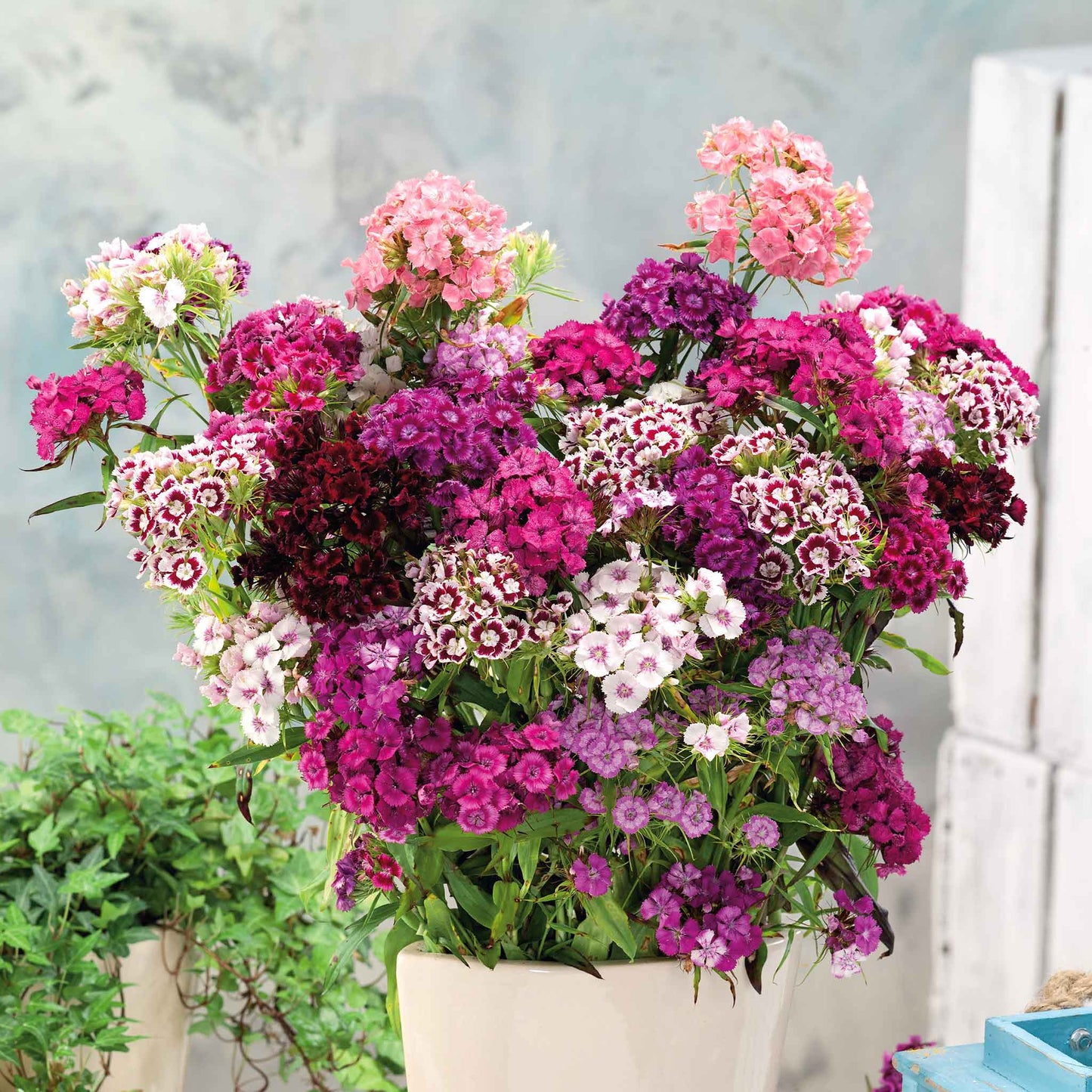 Sweet william tall double mix pink, purple and white flowers with a blue sky background