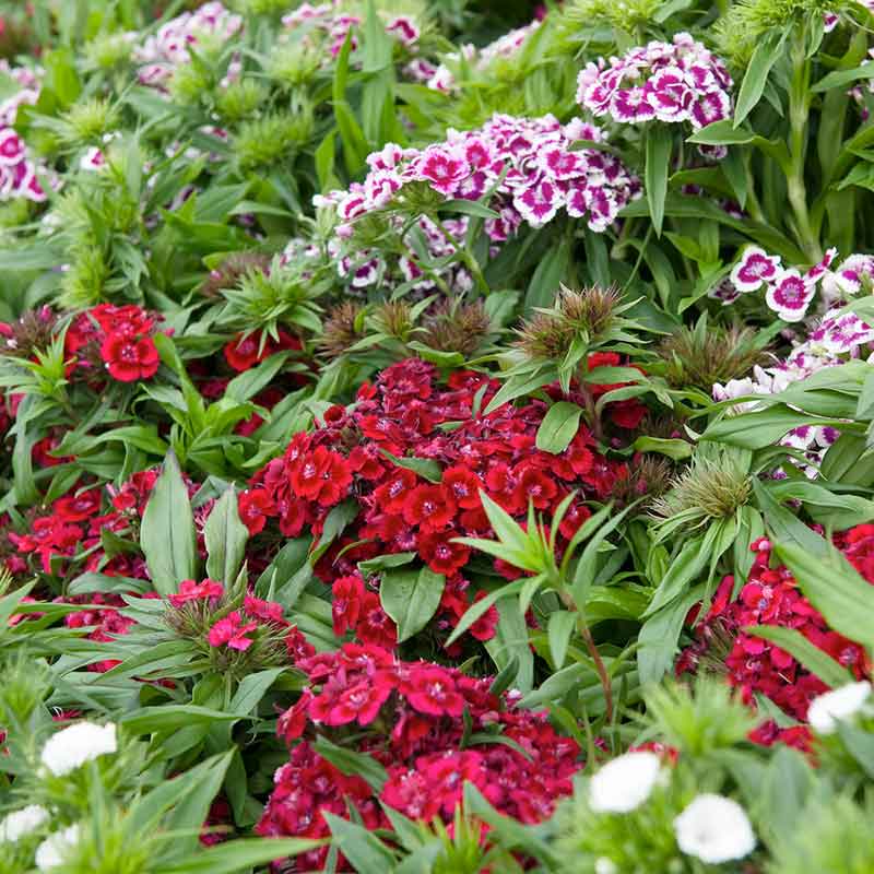 Sweet william tall single mix pink, red and white flowers with a green garden background | copyright: Floramedia UK Ltd
