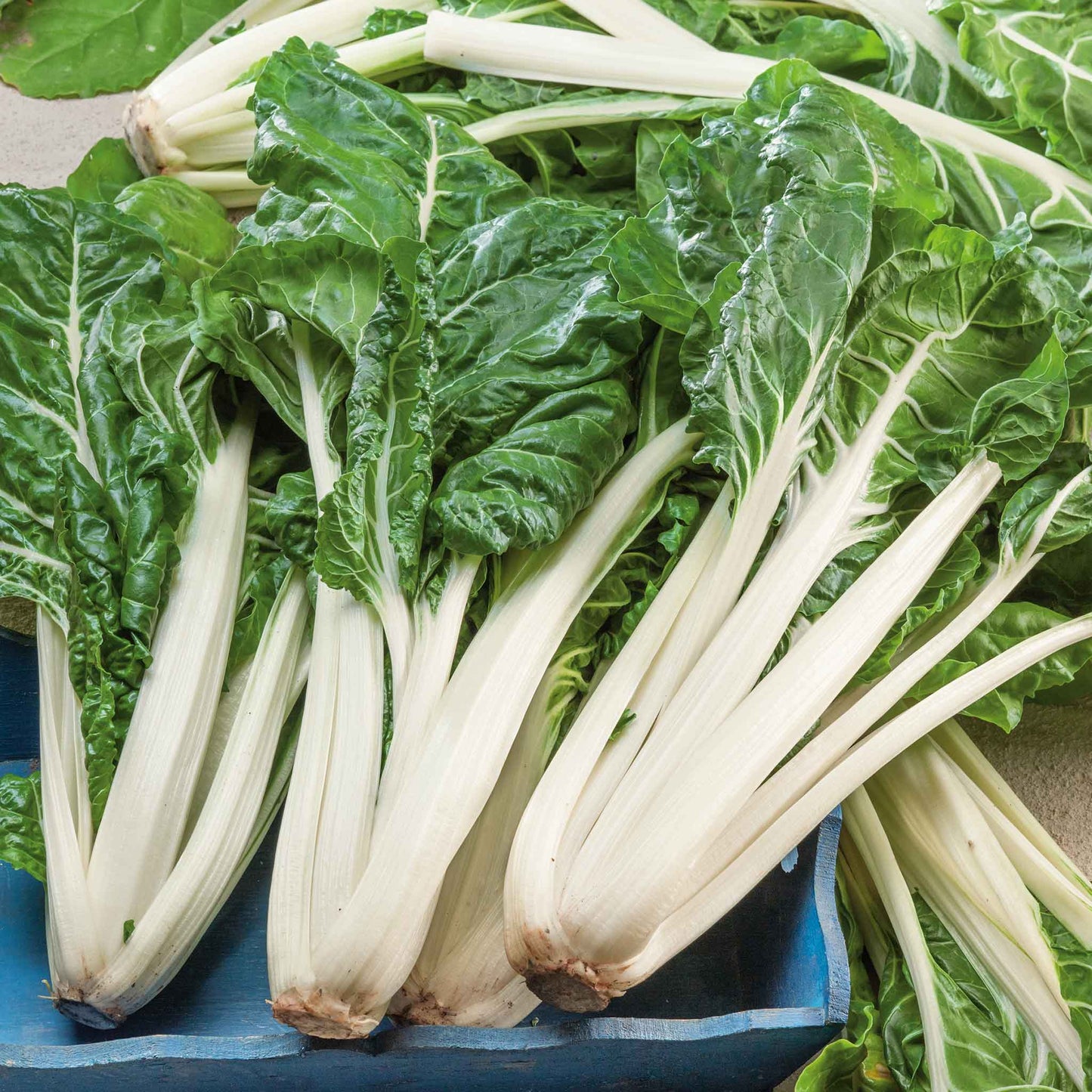 Large White Rib Swiss chard seeds showing the white stalks.
