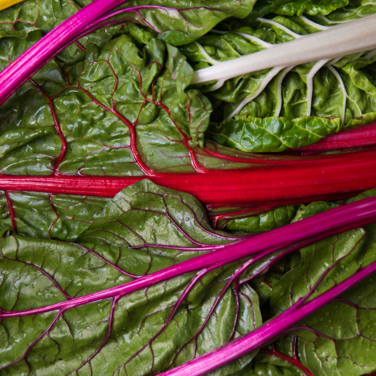 A vibrant bunch of Rainbow Mix Swiss chard with a mix of red, yellow, and green stems and leaves.