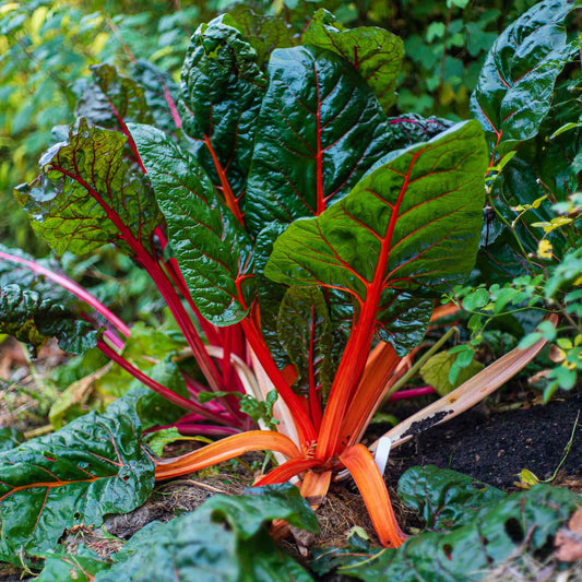 Ruby Red Swiss chard plants, showcasing their vibrant ruby red stems and deep green leaves.