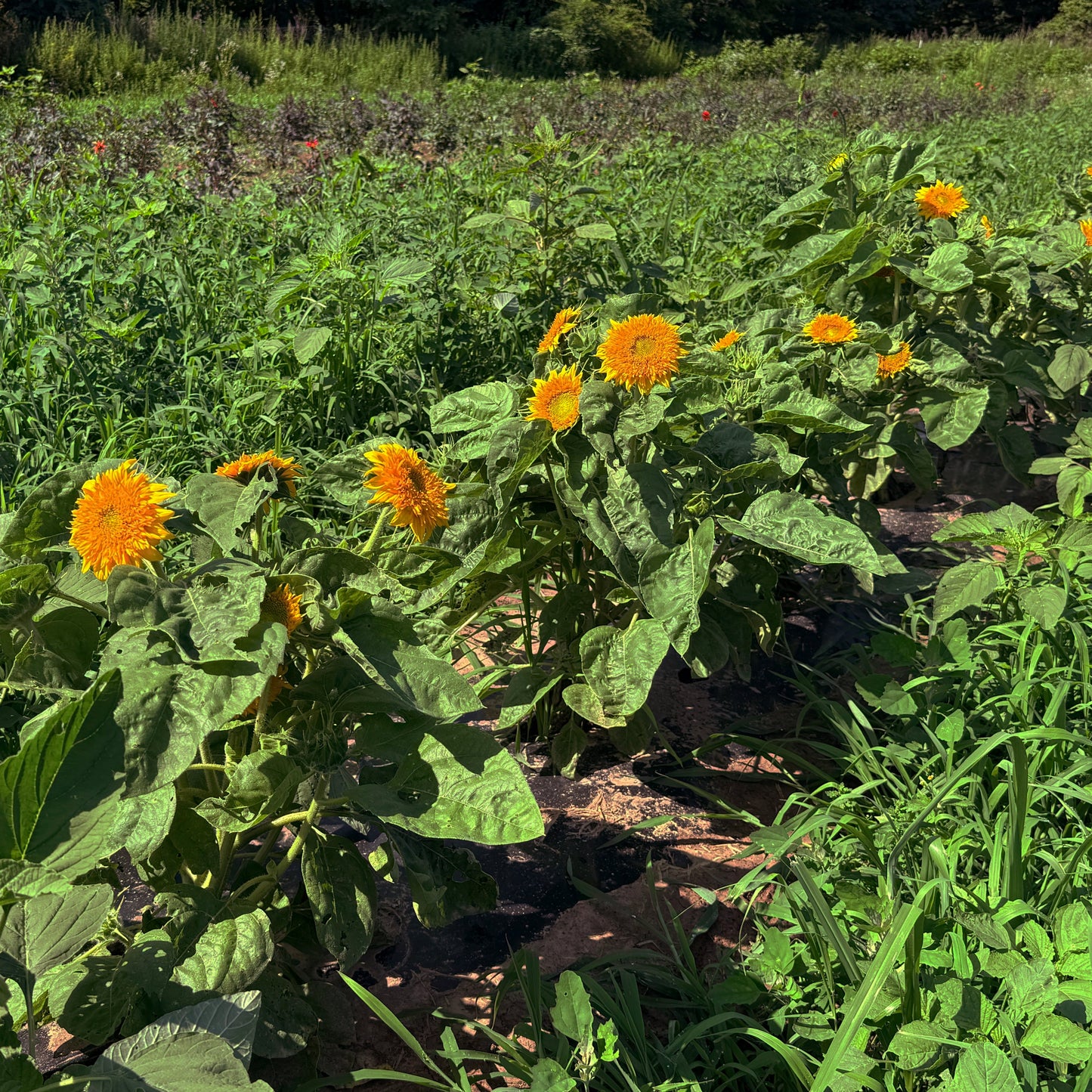 Teddy Bear Sunflower