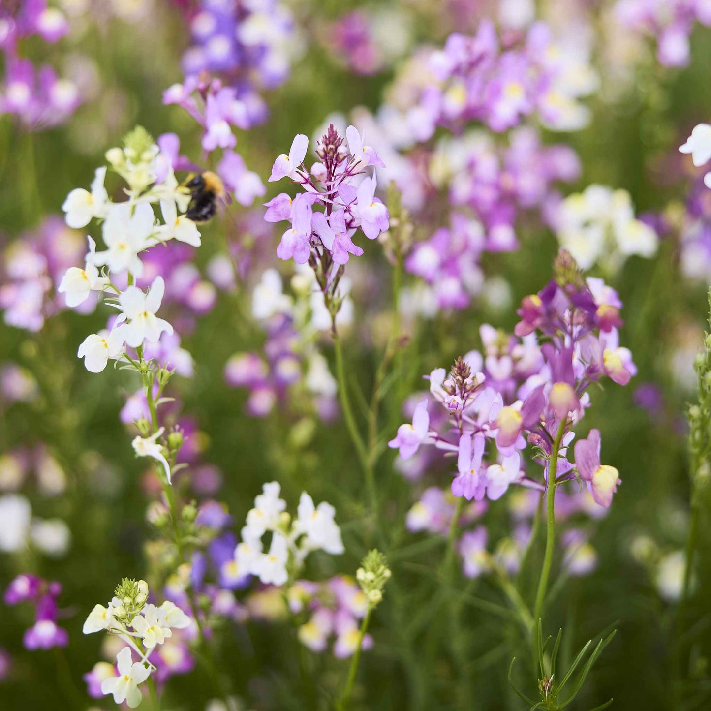 Snapdragon toadflax purple and white tubular flowers blooming on a green stem background