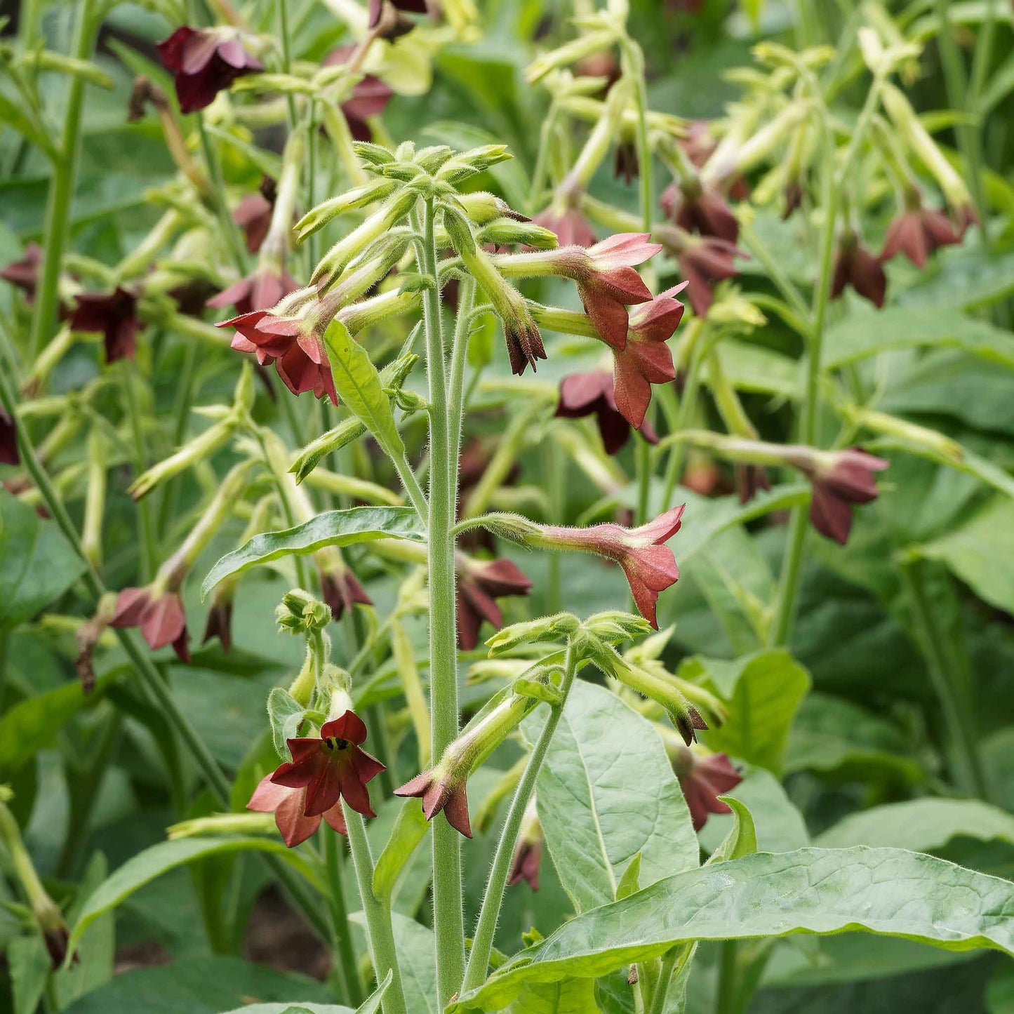 Tobacco bronze queen bronze-red buds and green leaves on a blurred green background