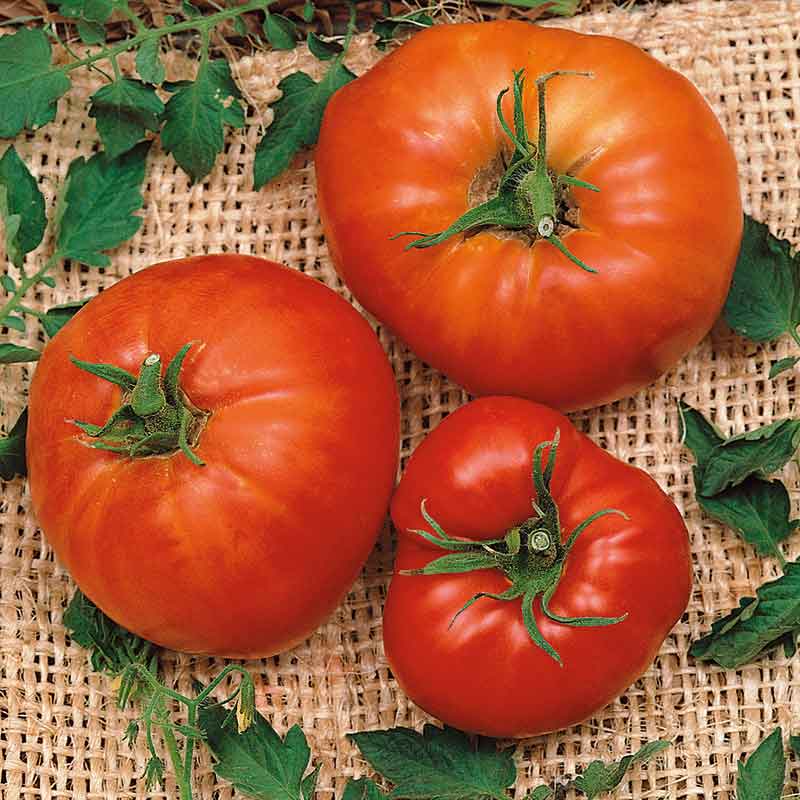 A close-up shot of several ripe Marglobe tomatoes on burlap, ready for harvest.