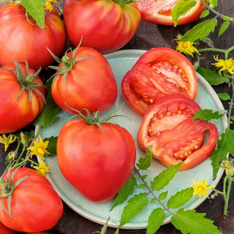 A ripe, Oxheart tomato, known for its large, heart-shaped fruit and smooth skin, is displayed. | copyright: Floramedia UK Ltd