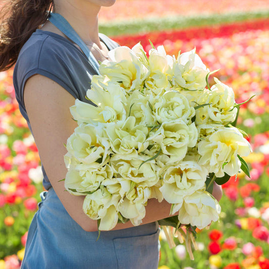 Hand-held Tulip Exotic Emperor bouquet showing white coloring and flower form, clustered blooms, and cut stems outdoors.