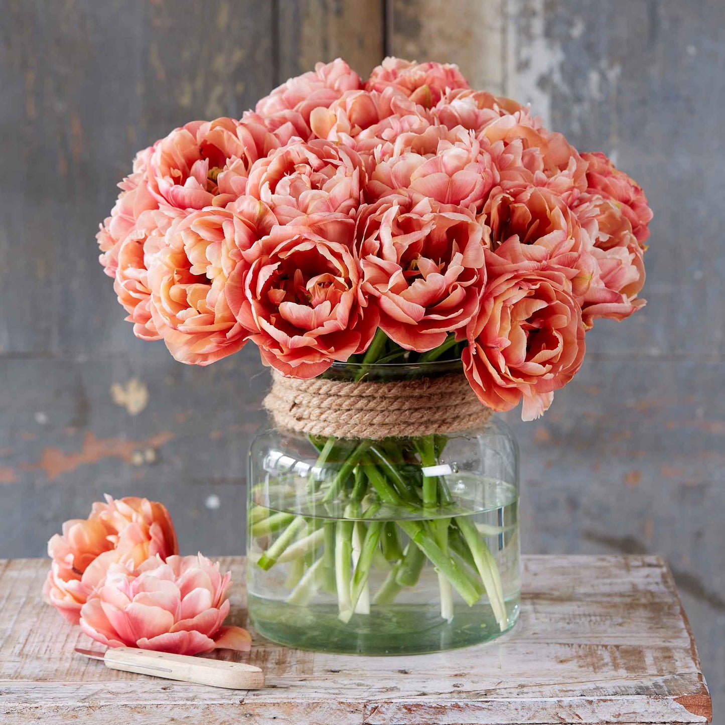 La Belle Epoque tulip in vibrant pink and orange with detailed petals, blurred background