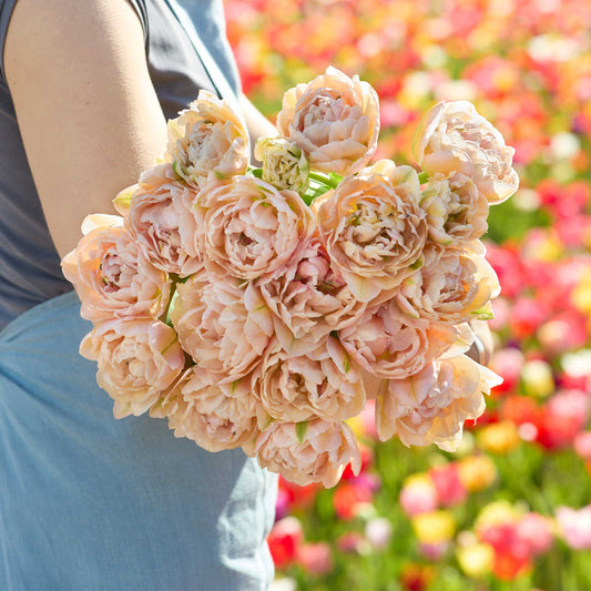 Pink Mist double tulips gathered in a lush blush-pink bouquet against a colorful flower field
